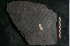 Foto (Detailansicht) von Lepidodendron veltheimiamum Sternbg. (NHMW-GEO-2024-0188-11034)